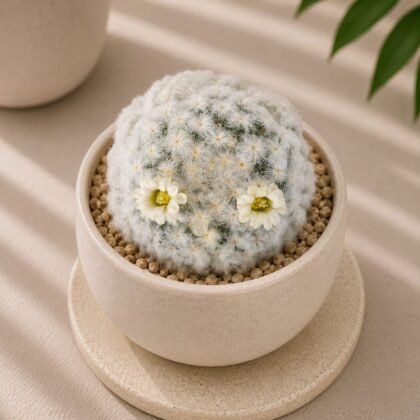 Mammillaria plumosa (Feather Cactus)