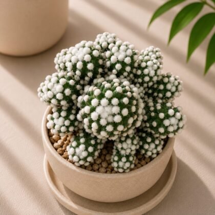 Mammillaria vetula 'Arizona Snowcap'