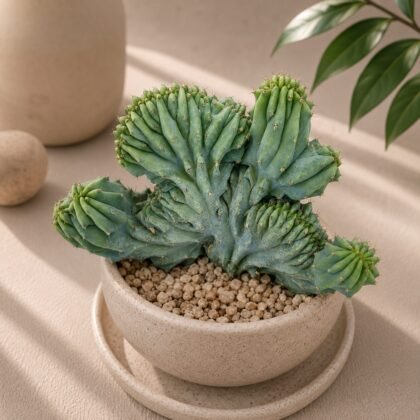 Myrtillocactus geometrizans Cristata (Crested Blue Candle Cactus)