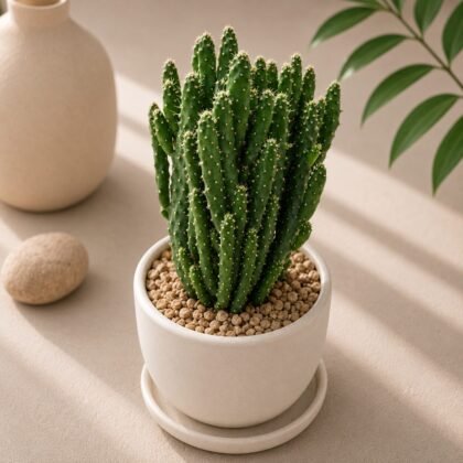 Opuntia Hybrid (Hybrid Prickly Pear Cactus)