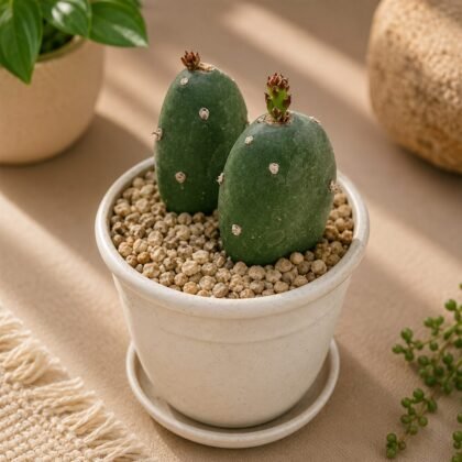 Opuntia argentiniana – Argentine Prickly Pear Cactus