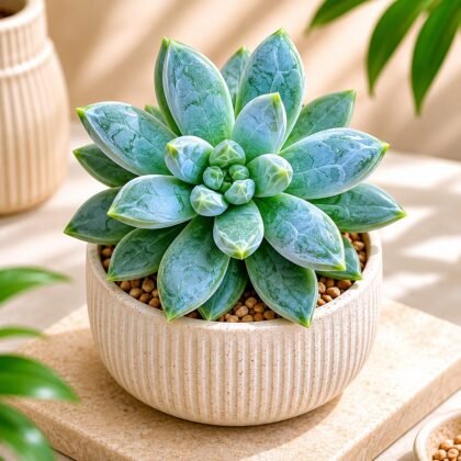Pachyphytum hookeri – Moonstone Rosette Succulent