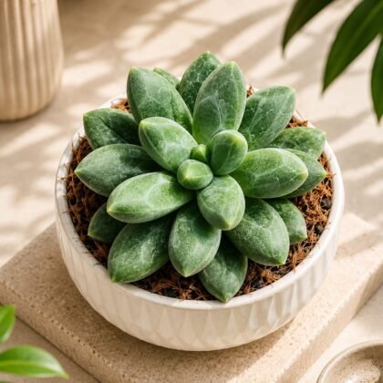 Pachyphytum hybrida 'Sky' – Sky Blue Rosette Succulent