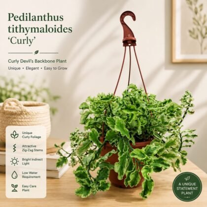 Pedilanthus tithymaloides 'Curly' – Curly Devil's Backbone Plant
