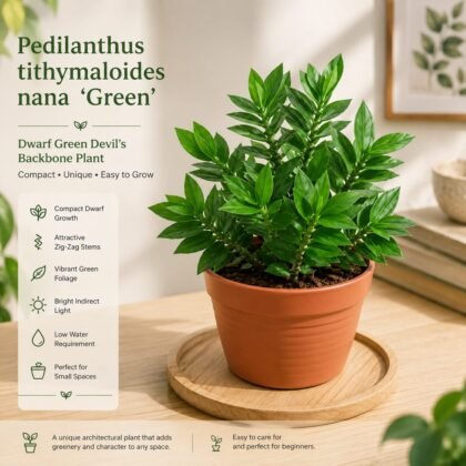 Pedilanthus tithymaloides nana 'Green' – Dwarf Green Devil's Backbone Plant