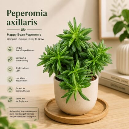 Peperomia axillaris – Happy Bean Peperomia - Premium Compact Succulent Indoor Plant