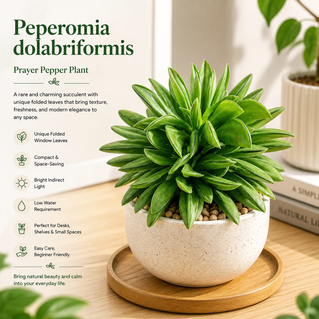 Peperomia dolabriformis – Prayer Pepper Plant