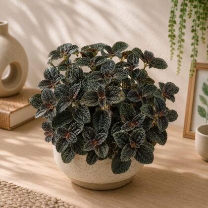 Pilea 'Red'