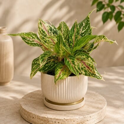 Rotundum 'Butterfly'