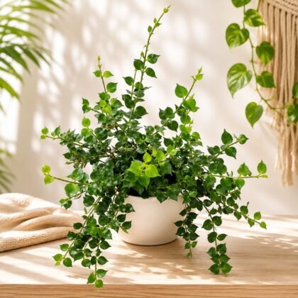 Ruscifolia '1000 Hearts Green'