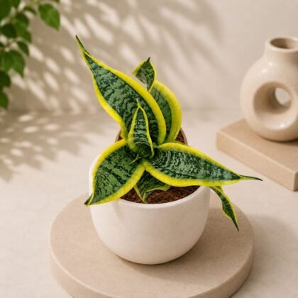Sansevieria trifasciata 'Dragon Tongue' – Compact Dragon Snake Plant