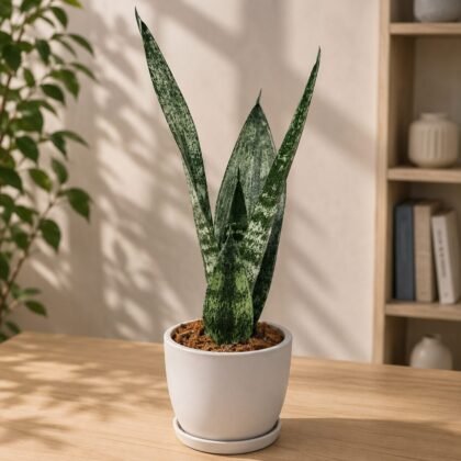 Sansevieria trifasciata 'Frozen' – Frozen Silver Snake Plant