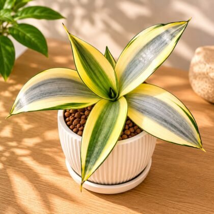 Sansevieria trifasciata 'Ghost' – Ghost Silver Snake Plant
