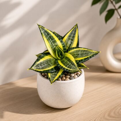 Sansevieria trifasciata 'Hahnii Favourite Green'