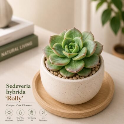 Sedeveria hybrida 'Rolly' – Premium Succulent Plant