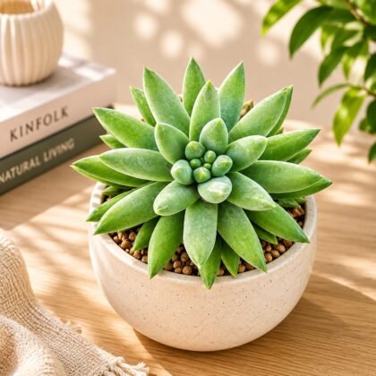 Sedeveria hybrida 'Super Donkey's Tail' – Premium Rare Succulent Plant
