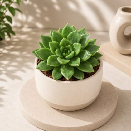 Sedum Green China – Compact Green Rosette Succulent