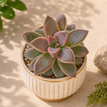 Sedum Hybrida 'Alpenglow' – Alpine Glow Succulent