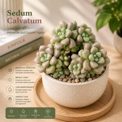Sedum calvatum – Premium Rare Succulent Plant