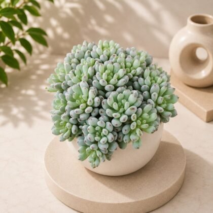 Sedum hybrida 'Silver' – Silvery Green Rosette Succulent