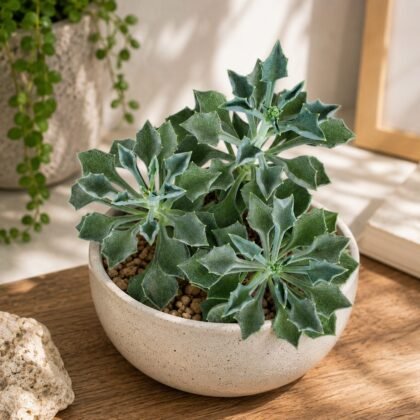 Senecio kleiniiformis – Spear Leaf Succulent