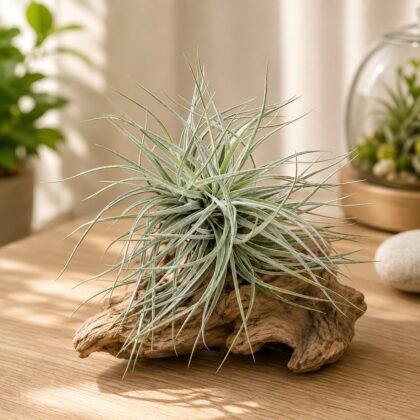 Tillandsia secunda 'Silver'