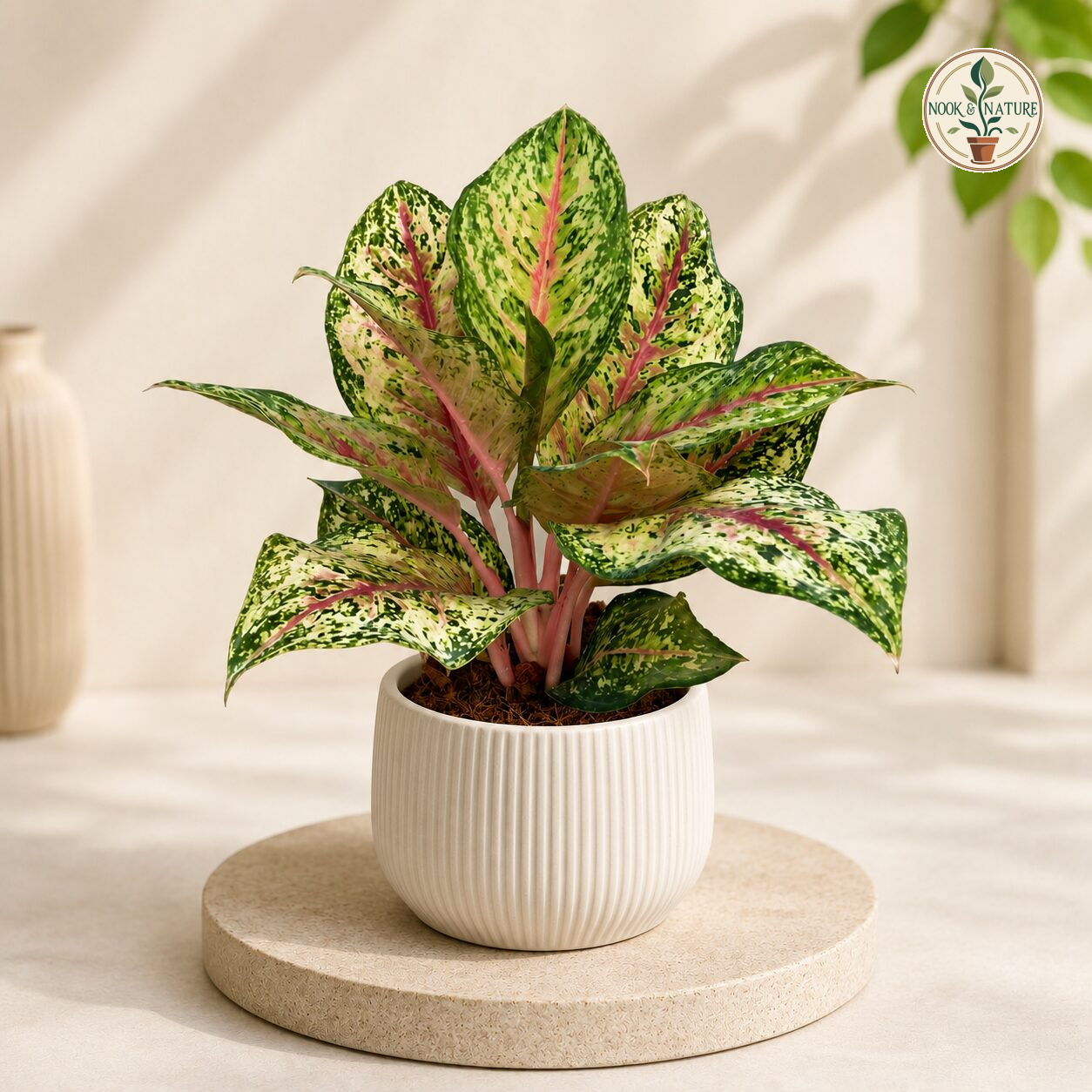 Aglaonema Rotundum 10 Karat Sq 60 - Nook & Nature