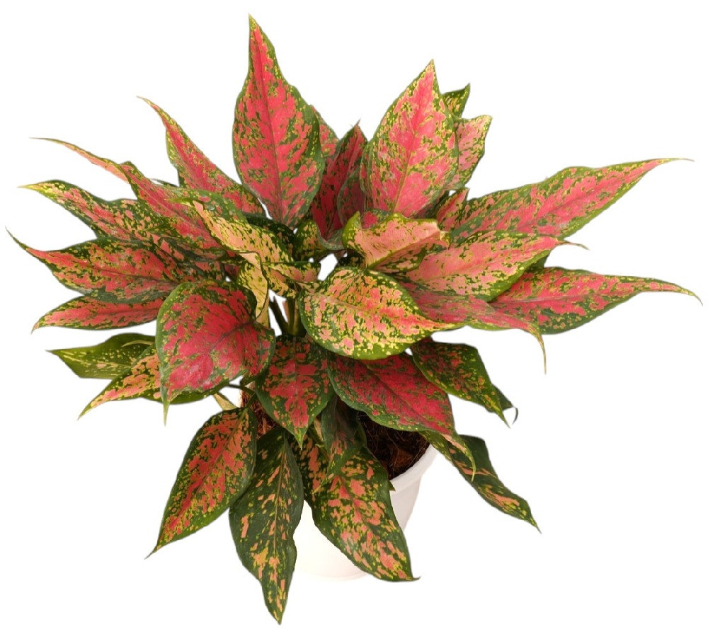 Aglaonema Rotundum ’10 Karat’ - Nook & Nature
