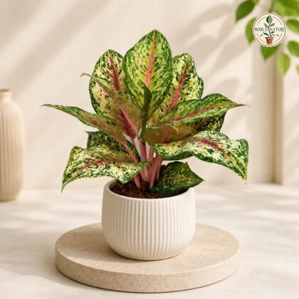 Aglaonema Rotundum 10 Karat Sq 60 - Nook & Nature