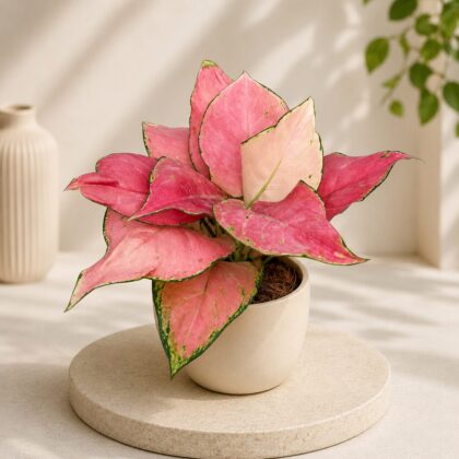 Aglaonema Rotundum Anjamanee Pink H4 - Nook & Nature