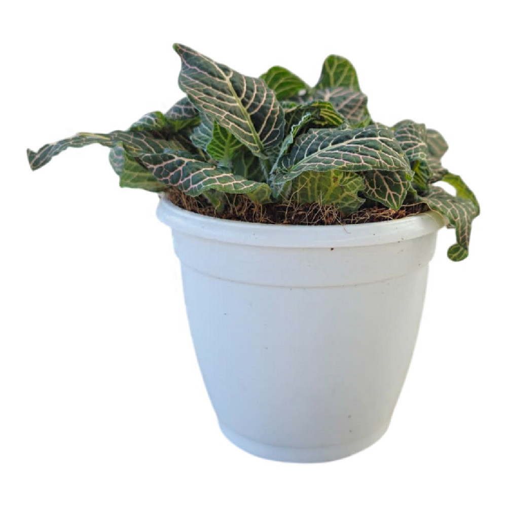 Albivenis ‘Angel’ - Nook & Nature