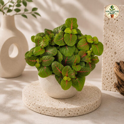 Albivenis ‘Bubble Red’ - Nook & Nature