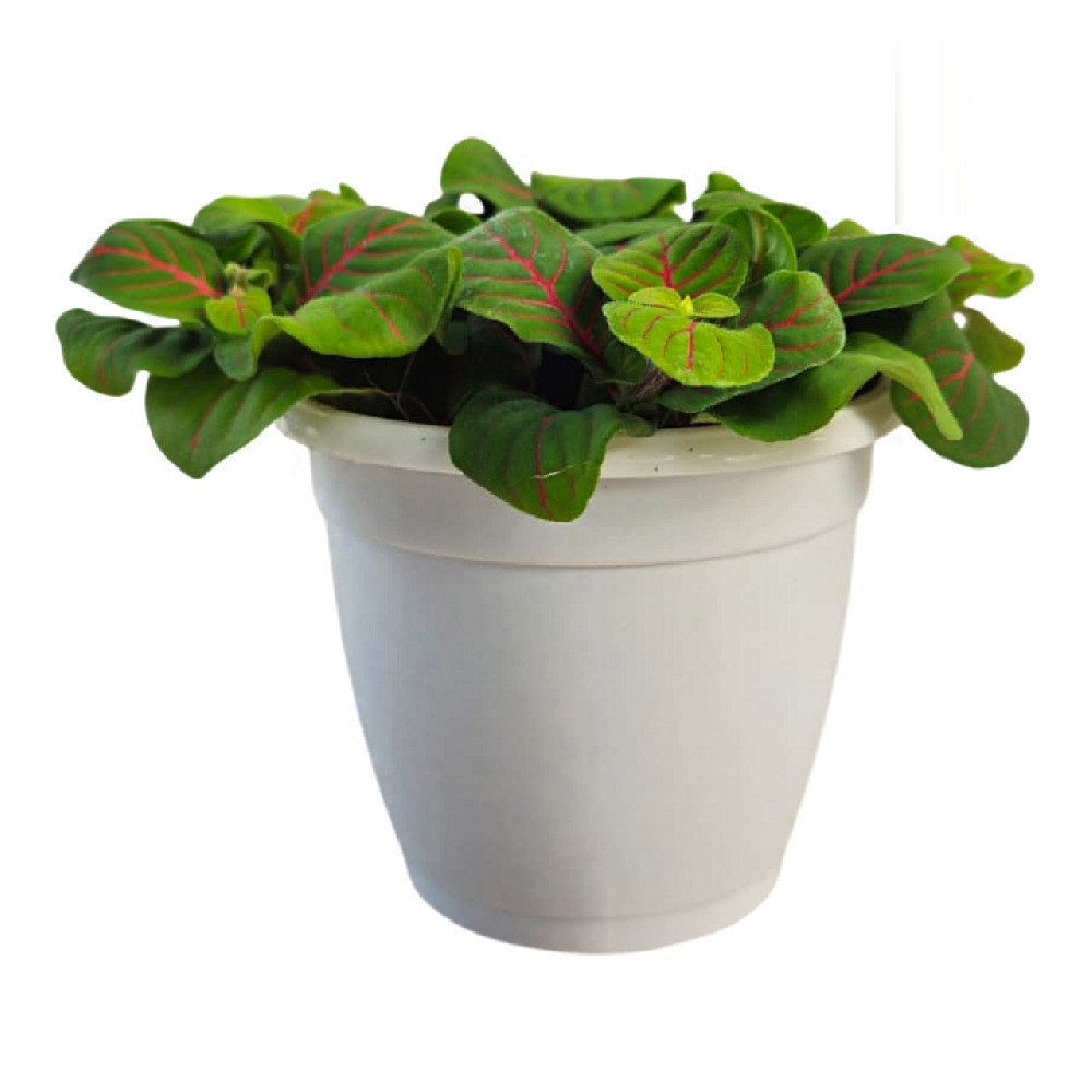 Albivenis ‘Bubble Red’ - Nook & Nature