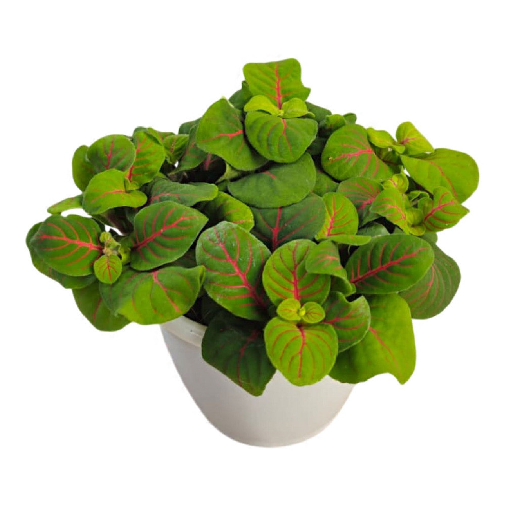 Albivenis ‘Bubble Red’ - Nook & Nature