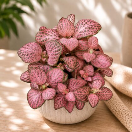 Albivenis Dark Pink Micro Hb - Nook & Nature