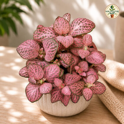 Albivenis Dark Pink Micro Hb - Nook & Nature