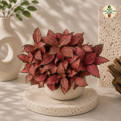 Albivenis ‘Fire Tail’ - Nook & Nature