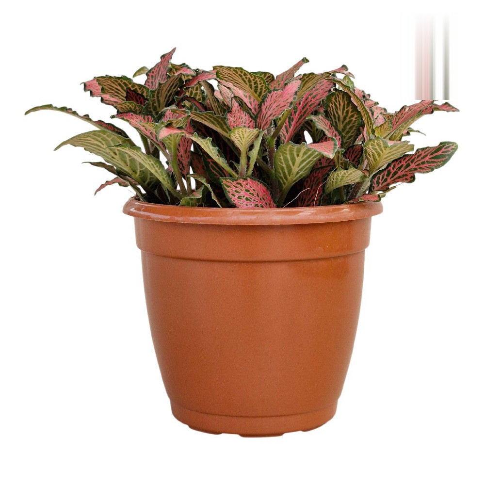 Albivenis ‘Fire Tail’ - Nook & Nature