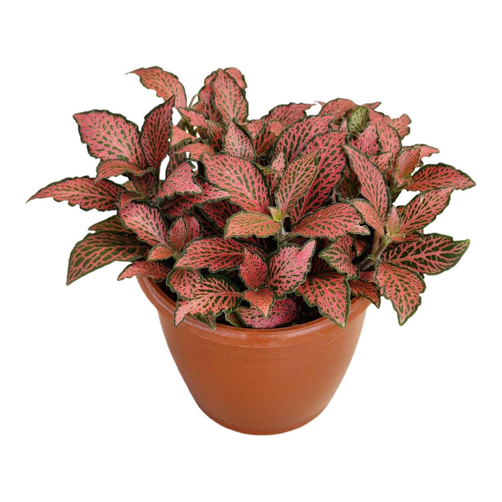 Albivenis ‘Fire Tail’ - Nook & Nature