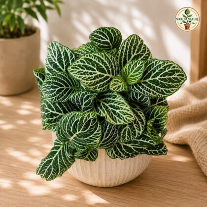 Albivenis ‘Green Titan’ - Nook & Nature