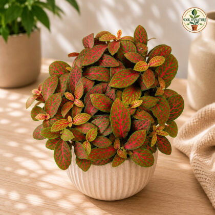 Albivenis ‘Jungle Flame’ - Nook & Nature