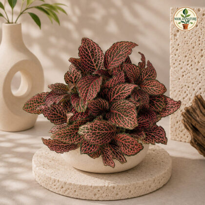 Albivenis ‘Krinkle Red’ - Nook & Nature