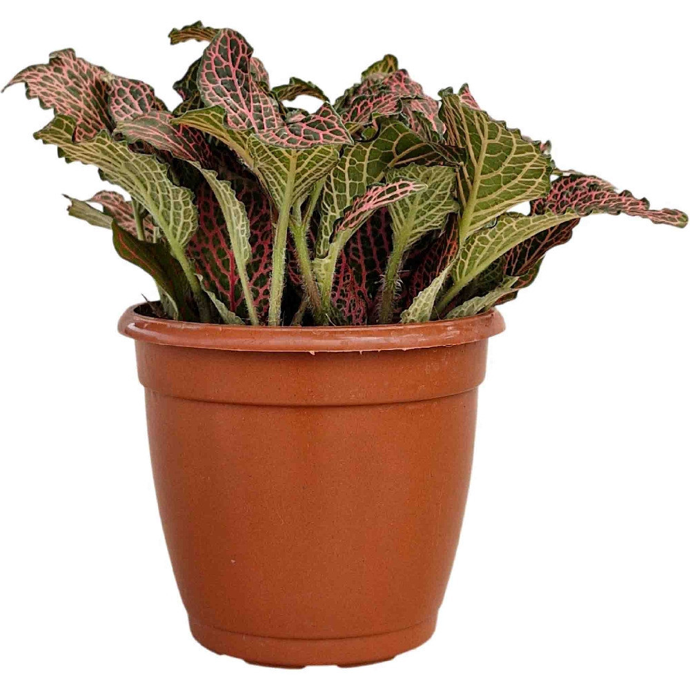 Albivenis ‘Krinkle Red’ - Nook & Nature