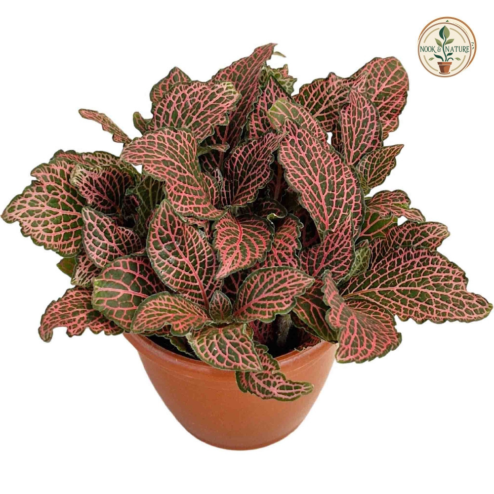 Albivenis ‘Krinkle Red’ - Nook & Nature
