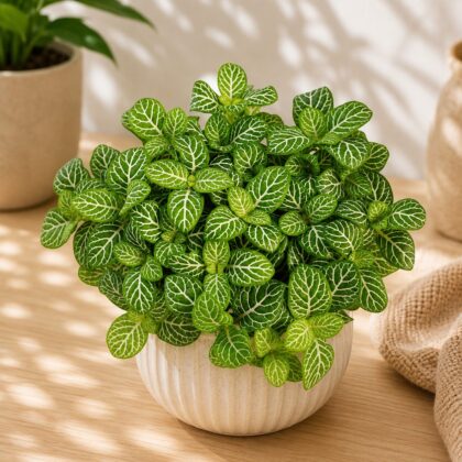 Albivenis Lemon H3 - Nook & Nature