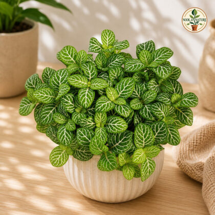 Albivenis Lemon H3 - Nook & Nature