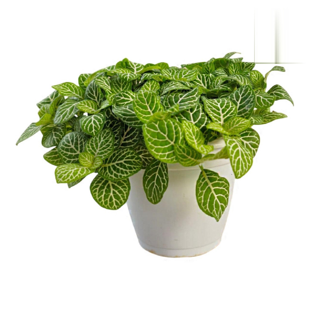 Albivenis ‘Lemon’ - Nook & Nature