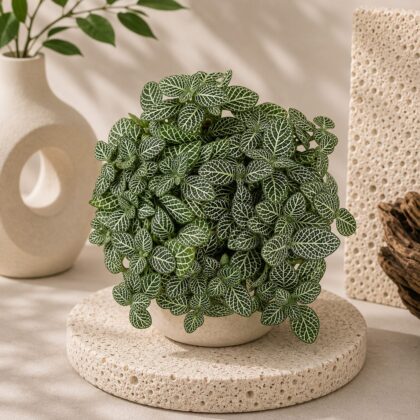 Albivenis Mini Green Micro Hb H4 - Nook & Nature