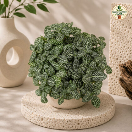 Albivenis Mini Green Micro Hb H4 - Nook & Nature
