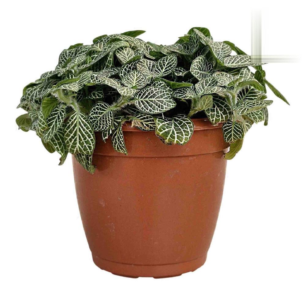 Albivenis ‘Mini Green’ - Nook & Nature